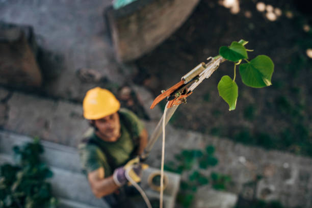 Best Tree Cutting Near Me  in Woonsocket, RI